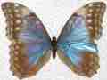 Morpho amathonte centralis GYNANDROMORPH MOSAIC Female Panama (Internet Image property of respective owner, non-commercial use only)